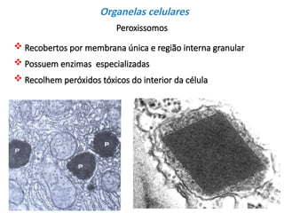 Perixomas Comprehensive Overview of Cellular Organelles and Their Functions in ...