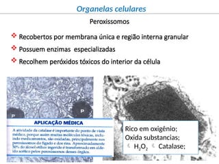 Perixomas Comprehensive Overview of Cellular Organelles and Their Functions in ...