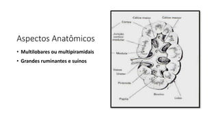 Aspectos Anatômicos
• Multilobares ou multipiramidais
• Grandes ruminantes e suínos
 
