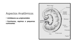 Aspectos Anatômicos
• Unilobares ou unipiramidais
• Carnívoros, equinos e pequenos
ruminantes
 