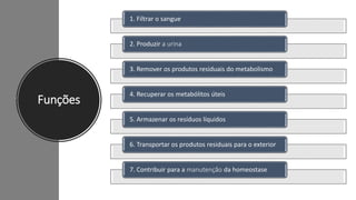 Funções
1. Filtrar o sangue
2. Produzir a urina
3. Remover os produtos residuais do metabolismo
4. Recuperar os metabólitos úteis
5. Armazenar os resíduos líquidos
6. Transportar os produtos residuais para o exterior
7. Contribuir para a manutenção da homeostase
 
