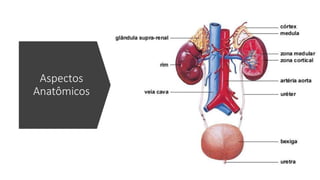 Aspectos
Anatômicos
 