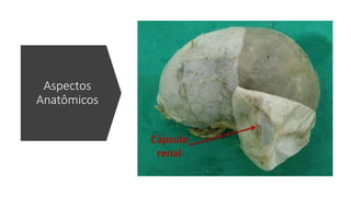 Aspectos
Anatômicos
 