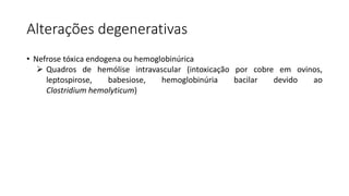 Alterações degenerativas
• Nefrose tóxica endogena ou hemoglobinúrica
 Quadros de hemólise intravascular (intoxicação por cobre em ovinos,
leptospirose, babesiose, hemoglobinúria bacilar devido ao
Clostridium hemolyticum)
 