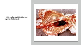 • Nefrose hemoglobinúrica em
equinos (babesiose)
 
