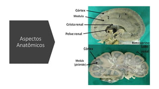 Aspectos
Anatômicos
 
