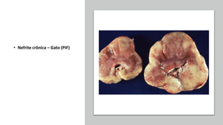 • Nefrite crônica – Gato (PIF)
 