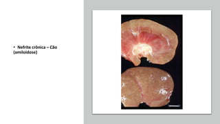 • Nefrite crônica – Cão
(amiloidose)
 