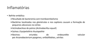 Inflamatórias
• Nefrite embólica
Resultado de bacteremia com tromboembolismo
Bactérias localizadas nos glomérulos e nos capilares causam a formação de
pequenos abscessos no córtex
Actinobacilose de potros (Actinobacillus equuli)
Suínos: Erysipelothrix rhusiopathie
Bovinos: oriundos de endocardite valvular
por Arcanobacterium pyogenes, onfaloflebites, artrites
 