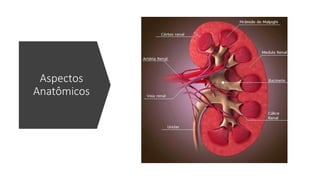 Aspectos
Anatômicos
 