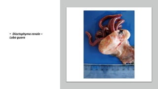 • Dioctophyma renale –
Lobo guara
 