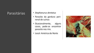 Parasitárias • Stephanurus dentatus
• Parasito da gordura peri-
renal de suínos
• Ocasionalmente, alguns
casos, pode-se encontrar
parasito nos rins
• Local: América do Norte
 