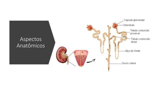 Aspectos
Anatômicos
 