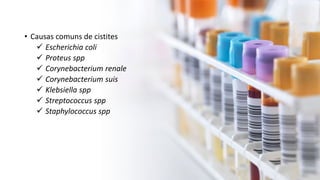 • Causas comuns de cistites
 Escherichia coli
 Proteus spp
 Corynebacterium renale
 Corynebacterium suis
 Klebsiella spp
 Streptococcus spp
 Staphylococcus spp
 