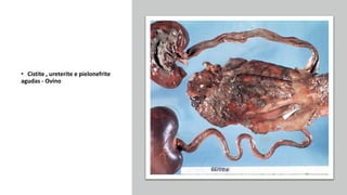 • Cistite , ureterite e pielonefrite
agudas - Ovino
 