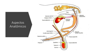 Aspectos
Anatômicos
 