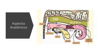 Aspectos
Anatômicos
 