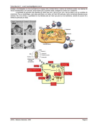 Carlos Maurício G. - e-mail: mauriciogrib@yahoo.com.br
UNIPLI - Medicina Veterinária - 2009 Página 6
envelope. Já envelopados, os vírus acumulam-se no espaço entre a lamela interna e externa da membrana nuclear, nas cisternas do
retículo endoplasmático e em vesículas, sendo levados para a superfície celular, protegidos do contato com o citoplasma.
A quantidade de partículas virais liberadas por célula varia com o tipo de vírus, com o tipo de célula e com as condições de
crescimento. Para os bacteriófagos, cada célula pode liberar, em média, de l0 até l.000 partículas, sendo normalmente liberadas poucas
centenas. Nos vírus animais, a quantidade de vírus liberada pode ser maior que para os vírus bacterianos, variando de poucos mil a
milhões de partículas por célula.
 