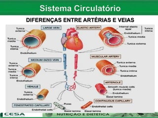 DIFERENÇAS ENTRE ARTÉRIAS E VEIAS
 