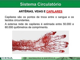 ARTÉRIAS, VEIAS E CAPILARES
Capilares são os pontos de troca entre o sangue e os
tecidos circundantes.
A extensa rede de capilares é estimada entre 50.000 e
60.000 quilômetros de comprimento.
 
