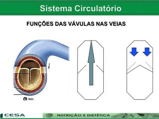 FUNÇÕES DAS VÁVULAS NAS VEIAS
 