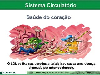 Aula 10   sistema circulatório - anatomia e fisiologia