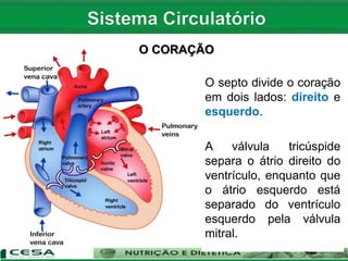 O CORAÇÃO
O septo divide o coração
em dois lados: direito e
esquerdo.
A válvula tricúspide
separa o átrio direito do
ventrículo, enquanto que
o átrio esquerdo está
separado do ventrículo
esquerdo pela válvula
mitral.
 