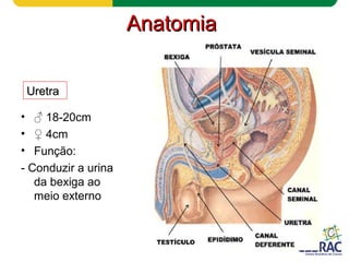 AnatomiaAnatomia
• ♂ 18-20cm
• ♀ 4cm
• Função:
- Conduzir a urina
da bexiga ao
meio externo
UretraUretra
 
