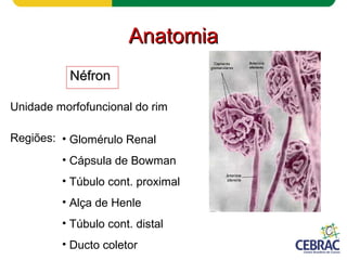 AnatomiaAnatomia
NéfronNéfron
Unidade morfofuncional do rim
Regiões: • Glomérulo Renal
• Cápsula de Bowman
• Túbulo cont. proximal
• Alça de Henle
• Túbulo cont. distal
• Ducto coletor
 