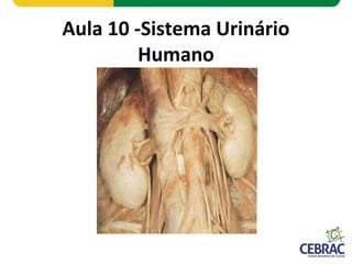 Aula 10 -Sistema Urinário
Humano
 