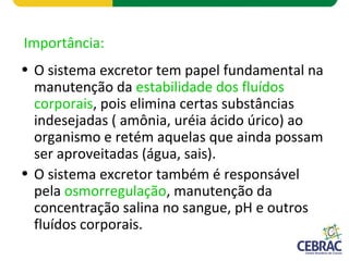 Importância:
• O sistema excretor tem papel fundamental na
manutenção da estabilidade dos fluídos
corporais, pois elimina certas substâncias
indesejadas ( amônia, uréia ácido úrico) ao
organismo e retém aquelas que ainda possam
ser aproveitadas (água, sais).
• O sistema excretor também é responsável
pela osmorregulação, manutenção da
concentração salina no sangue, pH e outros
fluídos corporais.
 