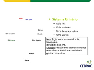 Aorta Veia Cava
Córtex
MedulaRim Esquerdo
Rim Direito
Bexiga
Uretra
2 Ureteres
• Sistema Urinário
– Dois rins
– Dois ureteres
– Uma bexiga urinária
– Uma uretra
Nefrologia: estudo da anatomia,
fisiologia e
distúrbios dos rins.
Urologia: estudo dos sitemas urinários
masculino e feminino e do sistema
genital masculino.
 