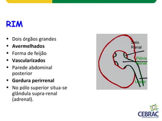 RIM
• Dois órgãos grandes
• Avermelhados
• Forma de feijão
• Vascularizados
• Parede abdominal
posterior
• Gordura perirrenal
• No pólo superior situa-se
glândula supra-renal
(adrenal).
Ureter
Pélvis
Renal
Seio
Renal
 
