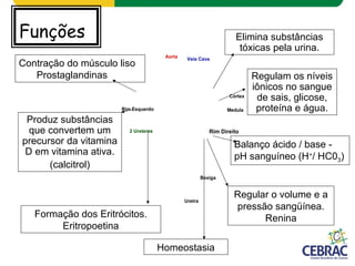 Funções
Aorta Veia Cava
Córtex
MedulaRim Esquerdo
Rim Direito
Bexiga
Uretra
2 Ureteres
Elimina substâncias
tóxicas pela urina.
Regulam os níveis
iônicos no sangue
de sais, glicose,
proteína e água.
Regular o volume e a
pressão sangüínea.
Renina
Homeostasia
Balanço ácido / base -
pH sanguíneo (H+
/ HC03)
Formação dos Eritrócitos.
Eritropoetina
Produz substâncias
que convertem um
precursor da vitamina
D em vitamina ativa.
(calcitrol)
Contração do músculo liso
Prostaglandinas
 