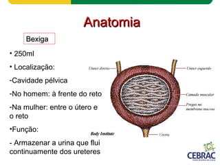 AnatomiaAnatomia
BexigaBexiga
• 250ml
• Localização:
-Cavidade pélvica
-No homem: à frente do reto
-Na mulher: entre o útero e
o reto
•Função:
- Armazenar a urina que flui
continuamente dos ureteres
 