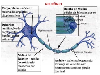 NEURÔNIO
 