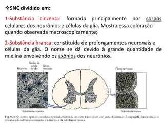 SNC dividido em:
1-Substância cinzenta: formada principalmente por corpos
celulares dos neurônios e células da glia. Mostra essa coloração
quando observada macroscopicamente;
2-Substância branca: constituída de prolongamentos neuronais e
células da glia. O nome se dá devido à grande quantidade de
mielina envolvendo os axônios dos neurônios.
 
