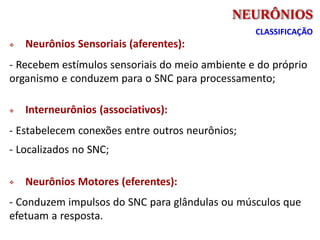  Neurônios Sensoriais (aferentes):
- Recebem estímulos sensoriais do meio ambiente e do próprio
organismo e conduzem para o SNC para processamento;
 Interneurônios (associativos):
- Estabelecem conexões entre outros neurônios;
- Localizados no SNC;
 Neurônios Motores (eferentes):
- Conduzem impulsos do SNC para glândulas ou músculos que
efetuam a resposta.
NEURÔNIOS
CLASSIFICAÇÃO
 