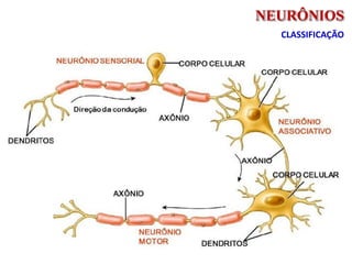 NEURÔNIOS
CLASSIFICAÇÃO
 