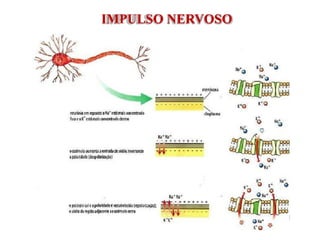 IMPULSO NERVOSO
 