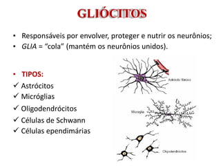 GLIÓCITOS
• Responsáveis por envolver, proteger e nutrir os neurônios;
• GLIA = “cola” (mantém os neurônios unidos).
• TIPOS:
 Astrócitos
 Micróglias
 Oligodendrócitos
 Células de Schwann
 Células ependimárias
 