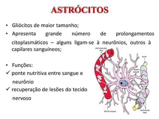 ASTRÓCITOS
• Gliócitos de maior tamanho;
• Apresenta grande número de prolongamentos
citoplasmáticos – alguns ligam-se à neurônios, outros à
capilares sanguíneos;
• Funções:
 ponte nutritiva entre sangue e
neurônio
 recuperação de lesões do tecido
nervoso
 