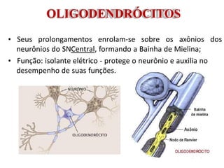 OLIGODENDRÓCITOS
• Seus prolongamentos enrolam-se sobre os axônios dos
neurônios do SNCentral, formando a Bainha de Mielina;
• Função: isolante elétrico - protege o neurônio e auxilia no
desempenho de suas funções.
 