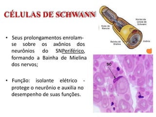 CÉLULAS DE SCHWANN
• Seus prolongamentos enrolam-
se sobre os axônios dos
neurônios do SNPeriférico,
formando a Bainha de Mielina
dos nervos;
• Função: isolante elétrico -
protege o neurônio e auxilia no
desempenho de suas funções.
 