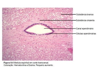 Aula 10 - Tecido Nervoso.pdf