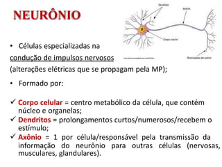 • Células especializadas na
condução de impulsos nervosos
(alterações elétricas que se propagam pela MP);
• Formado por:
 Corpo celular = centro metabólico da célula, que contém
núcleo e organelas;
 Dendritos = prolongamentos curtos/numerosos/recebem o
estímulo;
 Axônio = 1 por célula/responsável pela transmissão da
informação do neurônio para outras células (nervosas,
musculares, glandulares).
NEURÔNIO
 