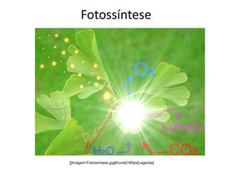 Fotossíntese
[[Imagem:Fotossíntese.jpg|thumb|180px|Legenda]
 