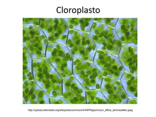 Cloroplasto
http://upload.wikimedia.org/wikipedia/commons/4/49/Plagiomnium_affine_laminazellen.jpeg
 