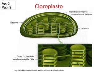 Cloroplasto
http://elprocesodelafotosintesis.wikispaces.com/4.+Los+cloroplastos
Ap. 5
Pag. 2
 