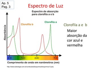 Espectro de Luz
Clorofila a e b
Maior
absorção da
cor azul e
vermelha
http://www.sobiologia.com.br/conteudos/bioquimica/bioquimica13.php
Ap. 5
Pag. 3
 